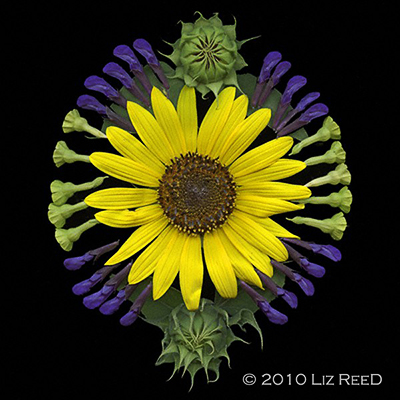 Liz Reed, Sunflower Mandella, scanography