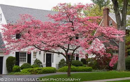 Cornus florida, flowering dogwood, Washington DC area