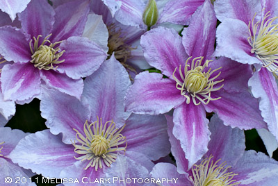 Clematis 'Piiluu', pink clematis, container-sized clematis
