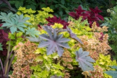 Castor bean plants make a bold statement among coleus and other annuals and perennials in the parking lot beds.