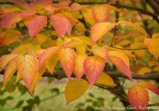 Foliage on a dogwood tree between the Center and the Mansion