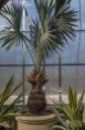 A Bismarck palm in the Tropical Greenhouse