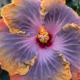 An eye-popping hibiscus in bloom helped lift our spirits on a cold winter's day.
