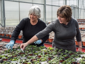 Vicki DiBella and a volunteer showing our group small "plugs" of perennials being grown on for use at an SI garden.