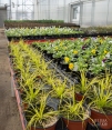 Ornamental grass and pansy plants growing for use. The pansies are grown from seed.
