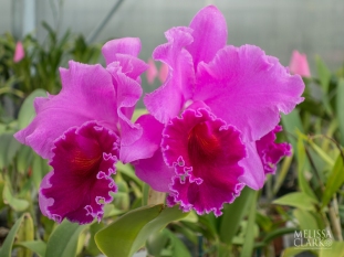 The Orchid Greenhouse was full of wonderful colors.
