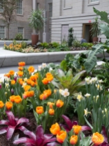 A lush planting of tulips and daffodils earlier this spring in the Kogod Courtyard.